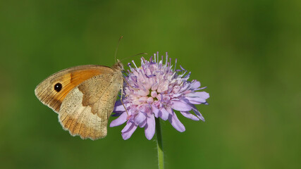 Butterfly likes flower
