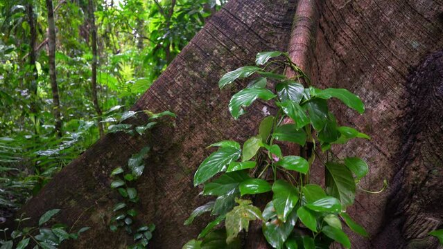 Big Ceiba Tree in Forest