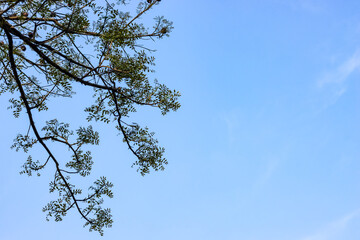Close up shot of tree branches with young leaves under the blue sky with copy space