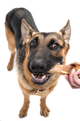 Shepherd on a white background
