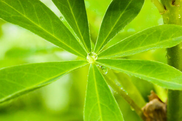 Green Lupininae leaf with a drop of morning dew in a center of a leaf. A natural green background. Ecology, landscape, nature concept. Tropical green plant after rain wallpaper. Lupinus polyphyllus.
