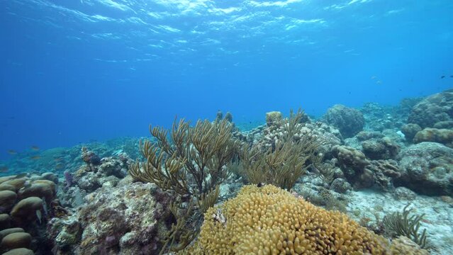 Seascape with various fish, coral, and sponge in the coral reef of the Caribbean Sea, Curacao