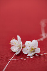 Obraz na płótnie Canvas 赤の背景と桜の花