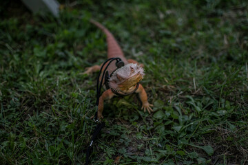 Bearded dragon 