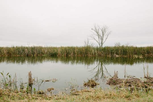 Dead tree by a marsh