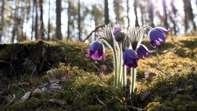 Endangered flower lot. Pulsatilla patens found in Lithuanian forest