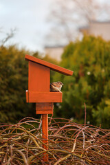Portrait, Nahaufnahme eines Spatz an einem Futterhaus, Singvogels.
