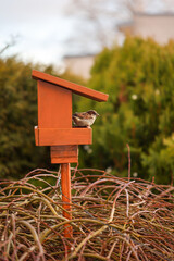 Portrait, Nahaufnahme eines Spatz an einem Futterhaus, Singvogels.
