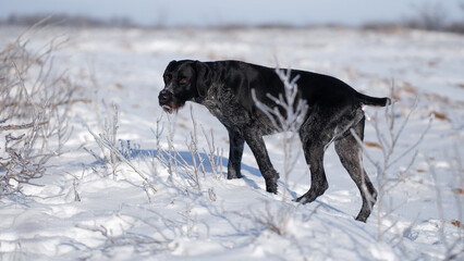Fototapeta na wymiar Deutsch drahthaar hunting dog in winter field