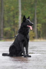 East European Shepherd in rainy spring forest 