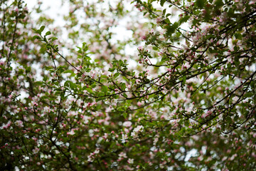 apples tree with white flowers
