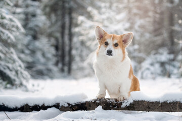 Welsh corgi cardigan in winter forest