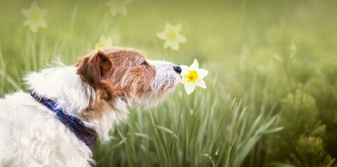 Cute happy pet dog smelling easter daffodil flower in spring