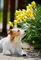 Cute lazy dog relaxing near easter daffodil spring flowers in the garden