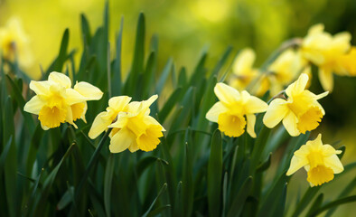 Yellow easter blooming daffodil flowers, spring forward, springtime floral banner