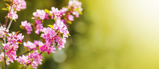 Pink blooming apple tree flowers on green background. Spring forward, springtime, easter floral banner.