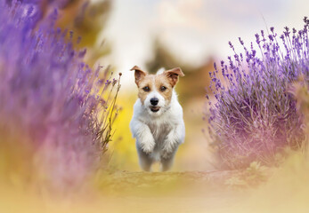 Playful happy pet dog puppy running in the lavender flower field in summer
