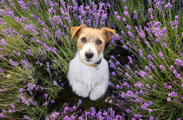 Cute funny pet dog puppy listening in the lavender flower field in summer
