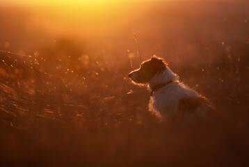 Beautiful dog sitting in the sunlight grass. Sunset, sunrise outdoor nature background.