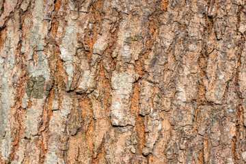 Tree stump with rough bark texture for background