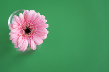 Daisy in vase on green background