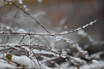 Obraz premium snow on a branch