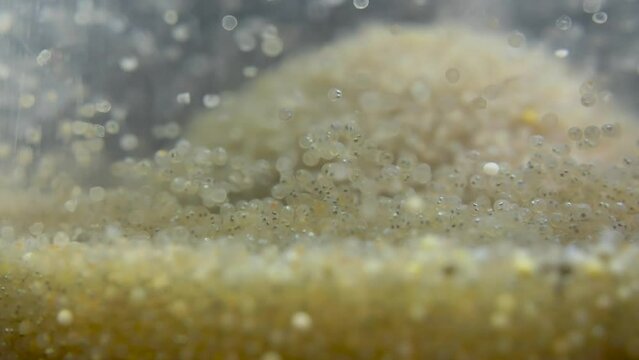 Fish spawn at fish breeding station
