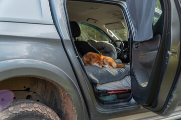Dog sleep in car