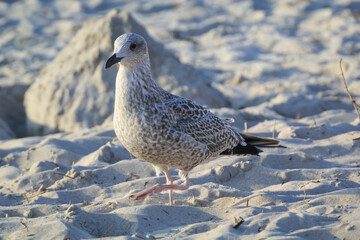 Portrait einer Mantelmöwe. Eine Möwe an der Ostsee.
