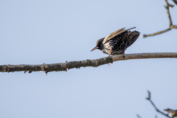 Common European Starling Bird or Sturnus vulgaris perched on branch of in a tree during winter time, Antwerp, Belgium. High quality photo