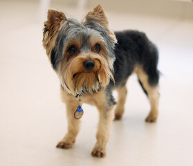 Can you put me in your pocket and take me everywhere. Shot of an adorable Yorkshire Terrier.