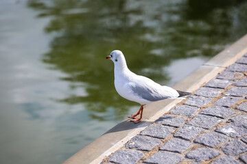 Portrait einer Lachmöwe. Eine Lachmöwe an der Ostsee.
