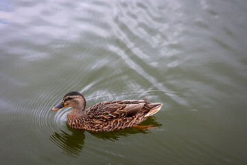 Stockente in einem Teich. Die Stockente ist eine Vogelart und gehört zu den Entenvögeln.
