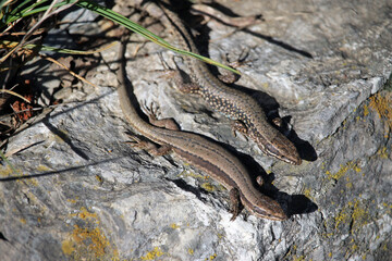  A couple of common wall lizard (Podarcis muralis) in the Cantabrian mountains in spring, Spain. The female on the left and the male on the right