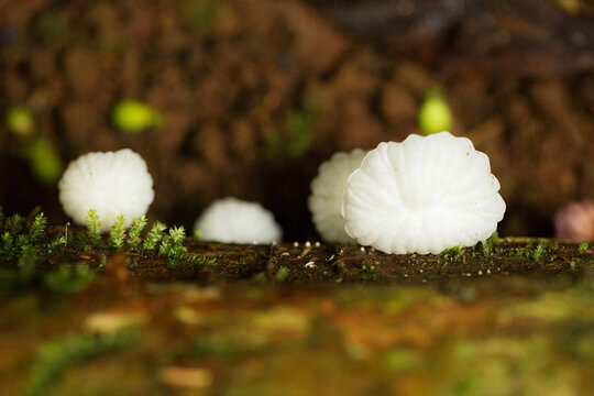 Cogumelo branco na madeira. Marasmiellus candidus &eacute; um min&uacute;sculo cogumelo marasmi&oacute;ide encontrado em gravetos, bast&otilde;es, pequenos troncos.