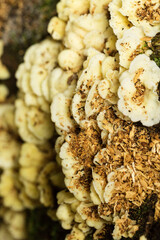 orelha de pau, fungo, cogumelo, orelha de pau, cogumelo, fungo, madeira, decomposição, tronco
