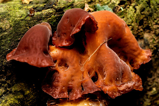 Cogumelo orelhas-de-Judas (Auricularia auricula-judae). Identificação da espécie Ecofungos. Associação Micológica. São efetivamente fungos, ainda jovens. 