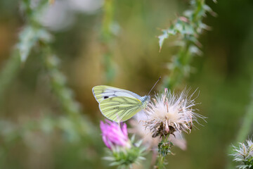 Kohlweißling, Schmetterling auf einer Pflanze Mariendistel sitzend.
