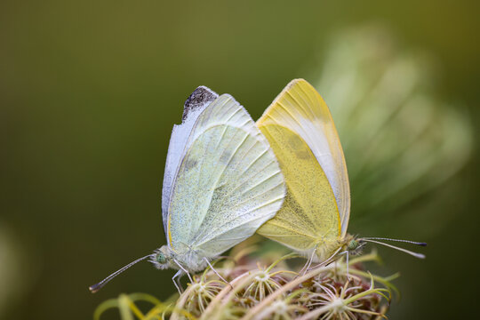 Ein P&auml;rchen Kohlwei&szlig;linge bei der Paarung auf einer Pflanze.
