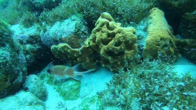 Marine life in Fernando de Noronha. Squirrelfish and coral. Brazil, scuba diving