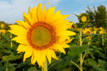 Sunflower Face and Sunflower Stalk in Background