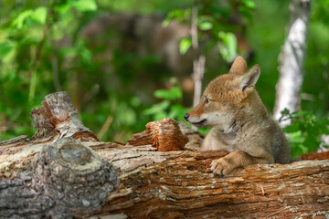Coyote Pup (Canis latrans) Lies on Log Ears Back Looking Left Summer
