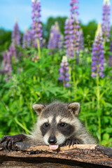 Raccoon (Procyon lotor) Tongue Out Over Log Lupin in Background Summer