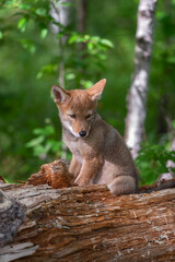 Coyote Pup (Canis latrans) Sits on Log Looking Down and to Side Summer