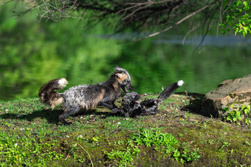 Cross Fox Adult (Vulpes vulpes) Rolls Kit on Island Summer