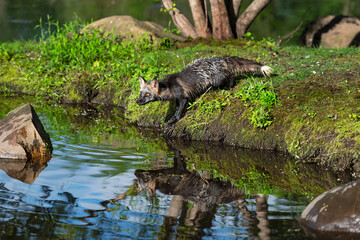 Cross Fox Adult (Vulpes vulpes) Stares Left From Edge of Island Reflected Summer