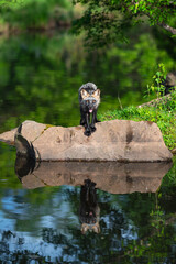 Cross Fox Adult (Vulpes vulpes) Stares Out From Rock Reflected in Water Summer