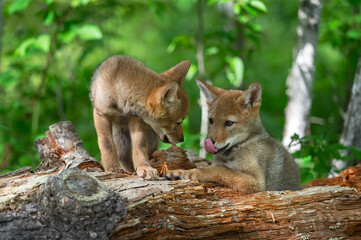 Coyote Pups (Canis latrans) on Log Tongues Out Summer