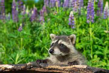 Fototapeta premium Raccoon (Procyon lotor) Looks Up From Log Lupin in Background Summer