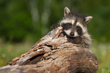 Raccoon (Procyon lotor) Clings to Log Summer